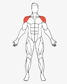Shoulders - Muscle, HD Png Download, Transparent PNG