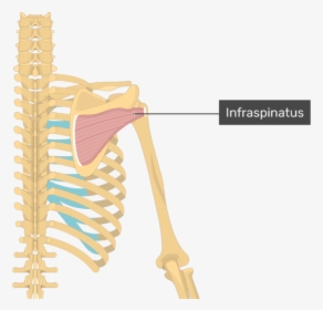 Image Showing Superficial Muscles Of The Back And Posterior - Infraspinatus Attachments, HD Png Download, Transparent PNG