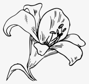 Lily Flower Vector Image - Lily Outline, HD Png Download, Transparent PNG
