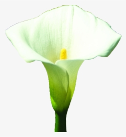 Arum-lily Arum Lilies Lilium White - Giant White Arum Lily, HD Png Download, Transparent PNG