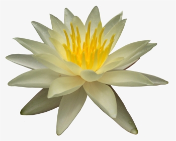 Lotus Flower Png - White Water Lily Transparent, Png Download, Transparent PNG
