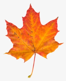 Autumn Leaf Png Image - Autumn Leaf Png, Transparent Png, Transparent PNG
