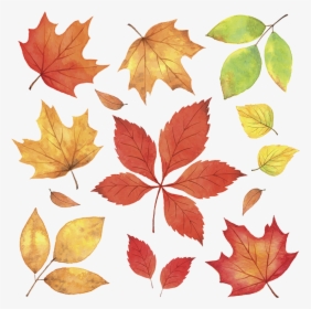 Autumn Leaves Leaf Illustration - Autumn Leaves Illustration Png, Transparent Png, Transparent PNG