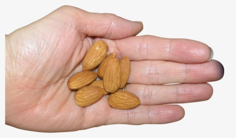 Almonds In Palm Png Image - Almond, Transparent Png, Transparent PNG