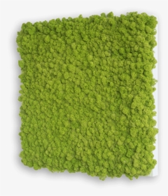 Square Field, HD Png Download, Transparent PNG