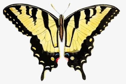 Tiger Swallowtail Butterfly Png, Transparent Png, Transparent PNG