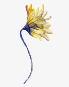 Png De Ornamentação Transparente Para Flores Florais - Sunflower, Png Download, Transparent PNG