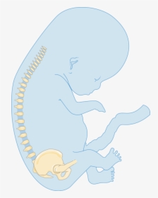 Illustration, HD Png Download, Transparent PNG
