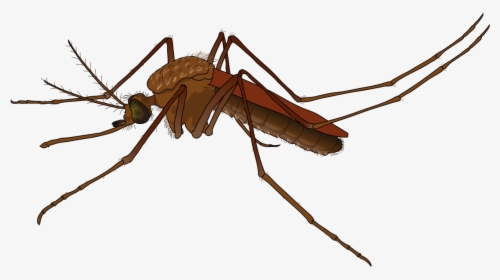 Mosquito Png Image - Mosquito Png, Transparent Png, Transparent PNG