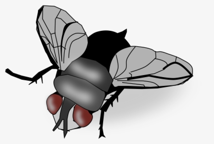 Insect Fly Clip Art - House Fly Clipart Png, Transparent Png, Transparent PNG