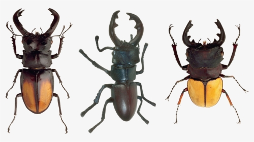 Arthropoda Png, Transparent Png, Transparent PNG