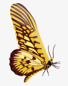 Swallowtail Butterfly, HD Png Download, Transparent PNG
