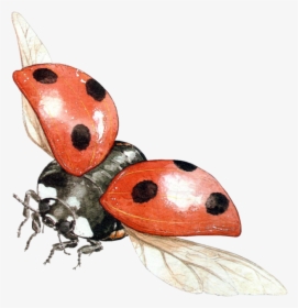 Lady Bugs Png - Flying Ladybug Transparent Background, Png Download, Transparent PNG
