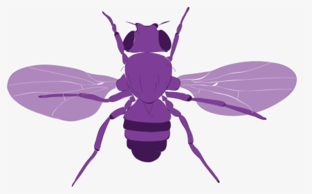 Fly Vector - Honeybee, HD Png Download, Transparent PNG