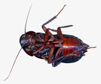 Cockroach Png Image - Cockroach Png, Transparent Png, Transparent PNG
