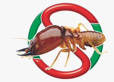 Sadies - Icon - Information Of Termite, HD Png Download, Transparent PNG