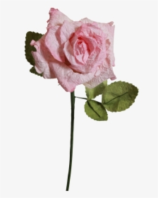 Light Pink Roses - Light Pink Pink Rose Clear Background, HD Png Download, Transparent PNG