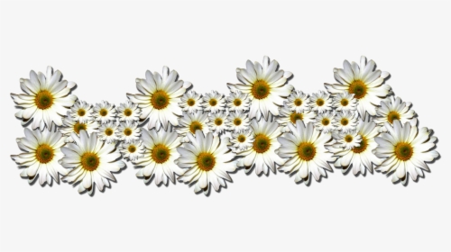 Transparent Flores Png Tumblr - Oxeye Daisy, Png Download, Transparent PNG