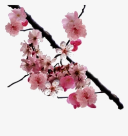 Png, Overlay, And Edits Image - Cherry Blossom Branch Transparent, Png Download, Transparent PNG