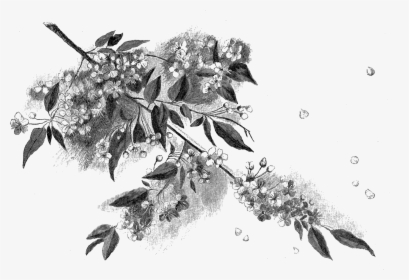 Bunga Sakura Setsa, HD Png Download, Transparent PNG