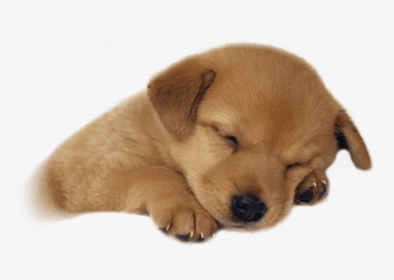 Free Puppy Png - Puppy Sleeping Png, Transparent Png, Transparent PNG