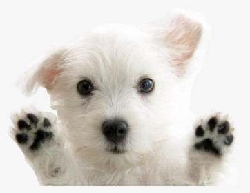 West Highland White Terrier, HD Png Download, Transparent PNG