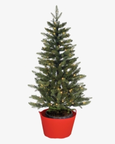 Keep The Roots Moist And Create Humid Air For The Tree - Alive Christmas Tree, HD Png Download, Transparent PNG