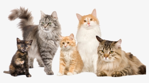 Cats Many, HD Png Download, Transparent PNG