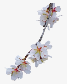 Branch Almond Tree Flowery Branch - Cherry Blossoms White Background Free, HD Png Download, Transparent PNG