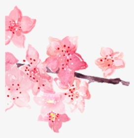 #ftestickers #watercolor #flowers #branch #cherryblossom - Cherry Blossom Watercolor Png, Transparent Png, Transparent PNG
