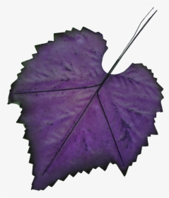 Hand-painted Leaf Png Transparent - Purple Autumn Leaves Png, Png Download, Transparent PNG