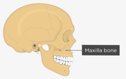Skull Bones - Lateral View - Maxilla Bone - Skull, HD Png Download, Transparent PNG