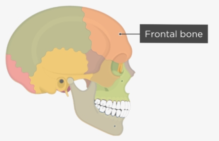 Skull Bones - Lateral View - Frontal Bone - Divisions - Temporal Bone Lateral View, HD Png Download, Transparent PNG