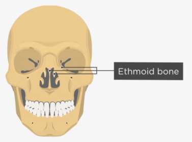 Skull Bones - Anterior View - Ethmoid Bone - Optic Canal Of Sphenoid Bone, HD Png Download, Transparent PNG