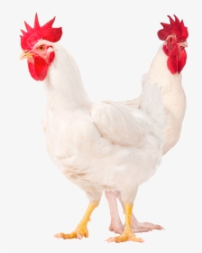 Males M77 M99 White Legs Png - Rooster, Transparent Png, Transparent PNG