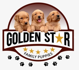 Golden Star Logo - Golden Retriever, HD Png Download, Transparent PNG