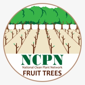 Ncpn-fruit Tree Png - Hops, Transparent Png, Transparent PNG