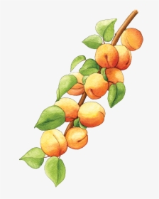 Illustration By Helen Krayenhoff - Apricot Branch Png, Transparent Png, Transparent PNG