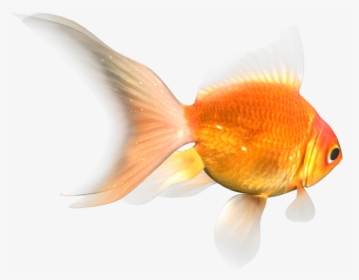 Goldfish Transparent, HD Png Download, Transparent PNG