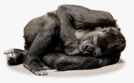 Isolated Gorilla Monkey Face - Sleeping Gorilla Png, Transparent Png, Transparent PNG