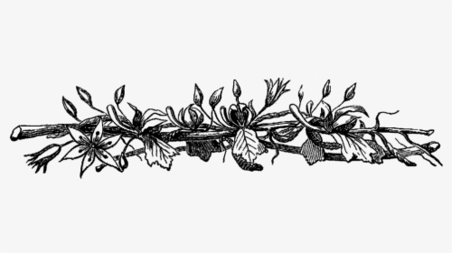 Border Flowers Black And White Clip Art - Flowers Png Black And White, Transparent Png, Transparent PNG