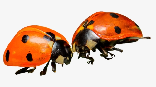 Ladybug - Orange Ladybug Png, Transparent Png, Transparent PNG
