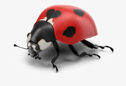 Ladybug Png Pic - Real Ladybug Png, Transparent Png, Transparent PNG