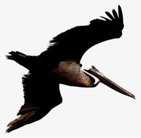 Flying Pelican Png Transparent Image - Louisiana Brown Pelican Transparent Background, Png Download, Transparent PNG