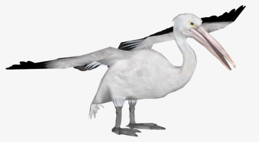 Pelicanaustralian Tamara Henson - Spoonbill, HD Png Download, Transparent PNG