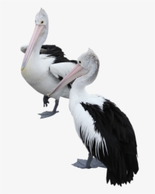Two Pelicans Png Image - Portable Network Graphics, Transparent Png, Transparent PNG