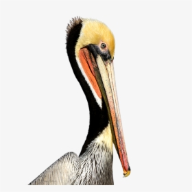 Pelican Products Beak Neck Animal - Brown Pelican, HD Png Download, Transparent PNG