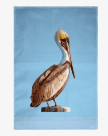 Brown Pelican, HD Png Download, Transparent PNG