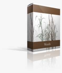 Twig, HD Png Download, Transparent PNG
