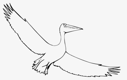 Pelican Flying Drawing, HD Png Download, Transparent PNG